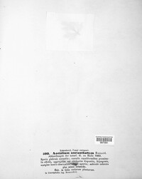 Uromyces erythronii image